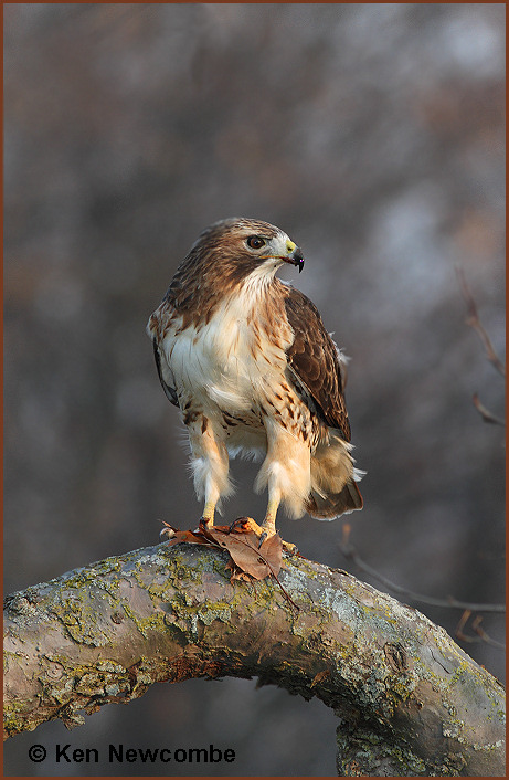 Red-tailed hawk